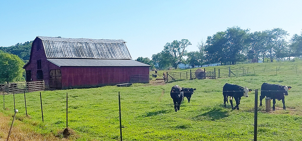 Barn and Cows on Boonshill School Road Tennessee