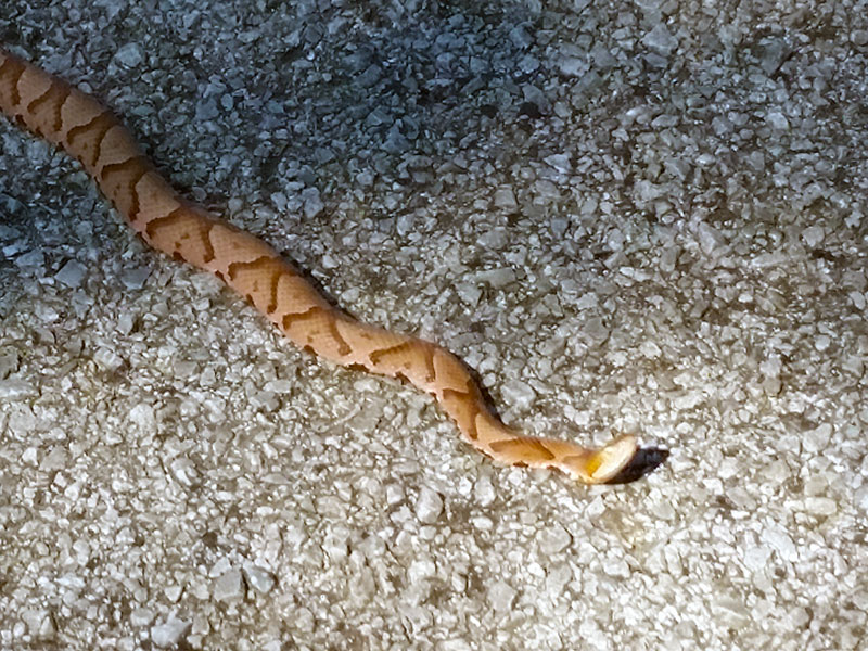 Copperhead in the Wrong Place at the Wrong Time
