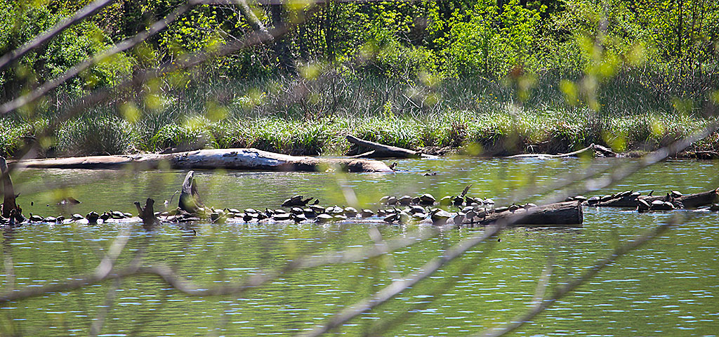 Turtles, Turtles, Turtles On Elk River Limestone County