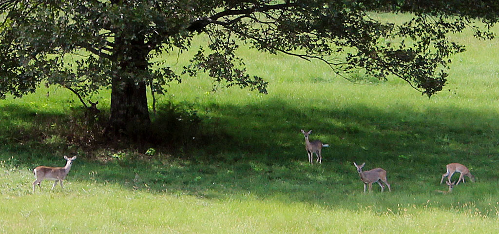 Six Deer Gathered Under a Tree in the Middle of the Day